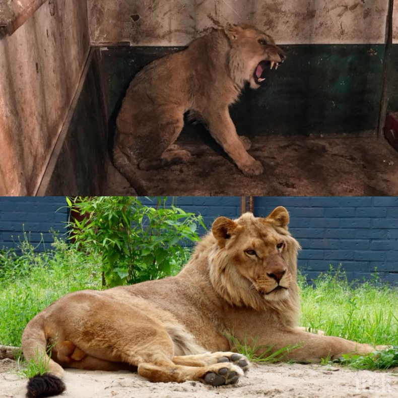 В Разград търсят спасители за лъва в зоопарка