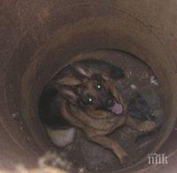 Спасиха куче, паднало в шахта във Видин