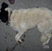 Задържаха мъж, влачил куче с кола