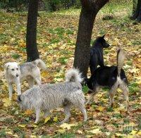 На първо място сме в Европа по операции от кучешка тения