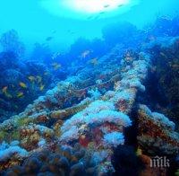 ЧУДО: В Средиземно море израстната корали, смятани за отдавна изчезнали