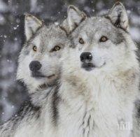 Глутница вълци драсна от зоопарк във Франция