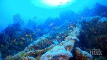 ЧУДО: В Средиземно море израстната корали, смятани за отдавна изчезнали