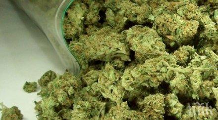 задържаха годишен 149 топчета марихуана електронна везна