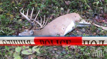 откриха труповете два елена севлиево