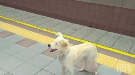 хачико изоставено куче чака стопанина метростанция константин величков