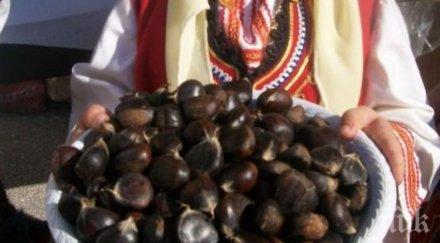 фестивал кестена провежда петричко