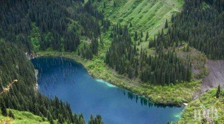 ръст желаещите продават гори държавата