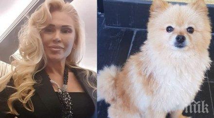 драма мрежата топ дизайнерка обяви парична награда изгубения померан евгения борисова готова раздели цифрена сума върне бери снимка