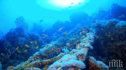 чудо средиземно море израстната корали смятани отдавна изчезнали