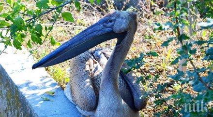 похвално общинари спасиха бедстващ розов пеликан