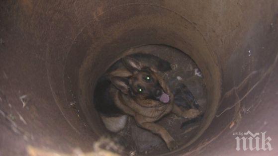 Спасиха куче, паднало в шахта във Видин