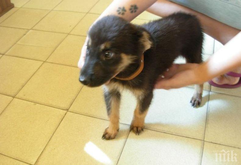 Рекорден брой домашни кучета в Италия