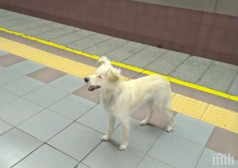 ХАЧИКО: Изоставено куче чака стопанина си на метростанция Константин Величков