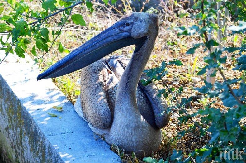ПОХВАЛНО: Общинари спасиха бедстващ розов пеликан