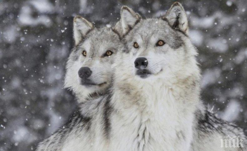 Глутница вълци драсна от зоопарк във Франция
