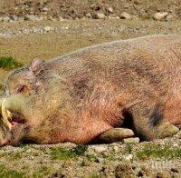Още чума по свинете в Шуменско
