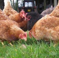 Япония махна забраната за внос на българско птиче месо