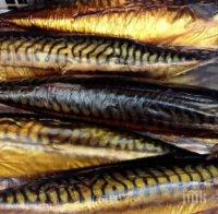 ПАНИКА: Изтеглиха от магазините над 250 кг заразена с Листерия пушена риба