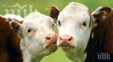 откачено пребоядисват крави зебри