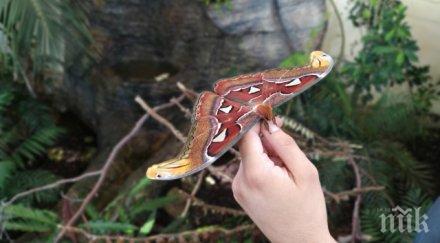 голямата пеперуда света заживя пловдив