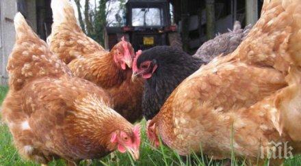 япония махна забраната внос българско птиче месо