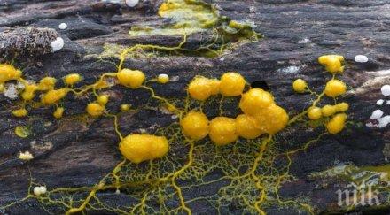 чудо невиждано зоопаркът париж представи слузесто същество 720 пола мозък движи час видео снимки