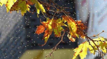 напаст милиони мушици нападнаха разград