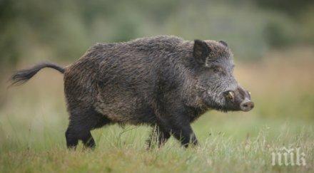 случаи чума свинете