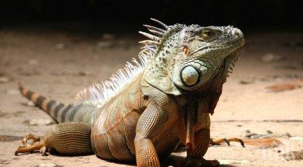 търси собственик игуаната открита дърво стара загора