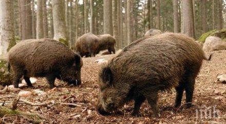 шофьор блъсна два глигана вършец оказаха болни чума