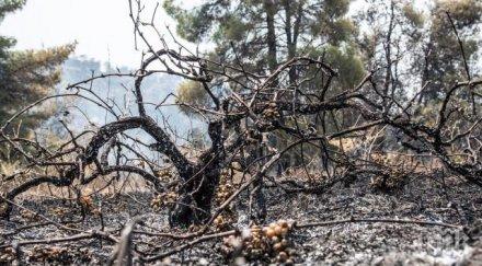 откриха труп пожар звъничево