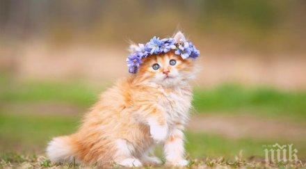 руската полиция издирва котка трафикант