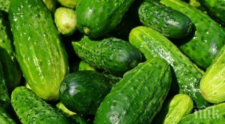 атракция африканската краставица стигна перник