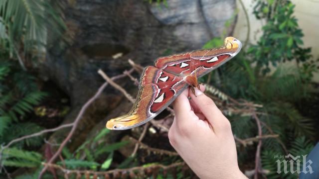 Най-голямата пеперуда в света заживя в Пловдив