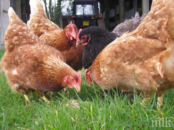 Япония махна забраната за внос на българско птиче месо