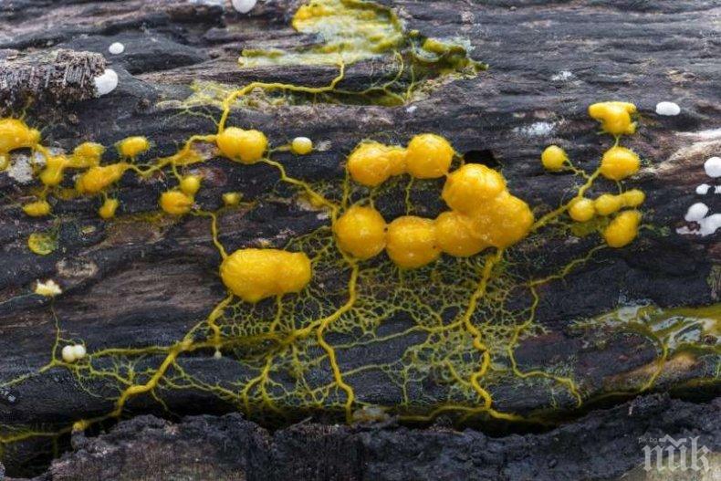 ЧУДО НЕВИЖДАНО: Зоопаркът в Париж представи слузесто същество със 720 пола - няма мозък и се движи с 4 см в час (ВИДЕО/СНИМКИ)