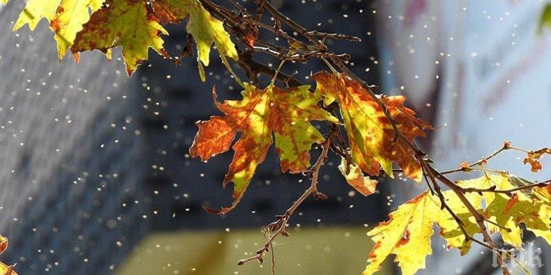 НАПАСТ: Милиони мушици нападнаха Разград