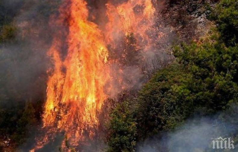 Огромни пожари бушуват в Ливан и Сирия