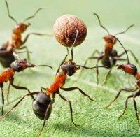 Мравките лекуват растенията с природни антибиотици