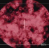 ПРОБИВ: Учени разработиха метод как да убиват бактериите от антибиотиците