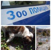 ПОРЕДНО ЗВЕРСТВО В ДУПНИЦА: Зоополицията е в зимен сън - изрод обеси куче на ограда, малко момче в шок от гледката (СНИМКИ 18+)