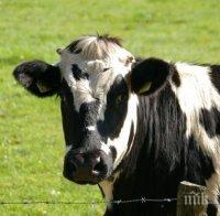 Млечни крави в Тексас и Канзас са дали положителни проби за птичи грип