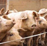 Изплатиха над 9 млн. лева за дезинфекция на личните стопанства срещу свинската чума