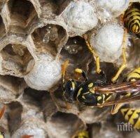 Оси нажилиха фермер до смърт