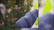 НАПАСТ: Листни въшки нападнаха Разград