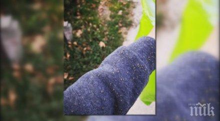 напаст листни въшки нападнаха разград