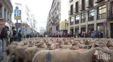 2000 овце преминаха улиците мадрид