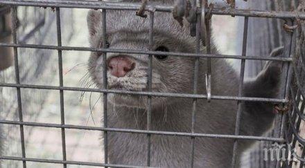 природозащитници излизат протест фермата ценни кожи село маджерито