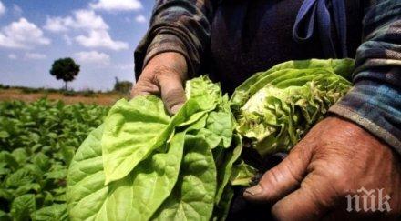 започна изкупуването тютюна